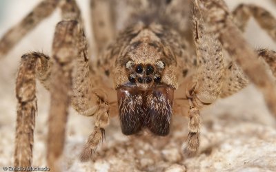 Zoropsis spinimana_EM-95896.jpg