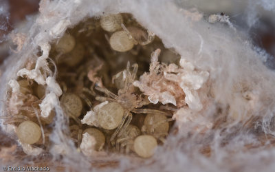 Zoropsis spinimana_EM-99149.jpg