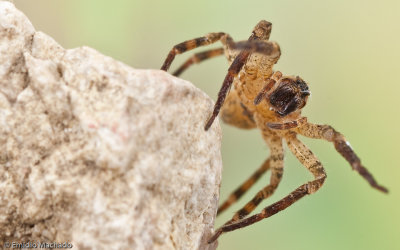 Zoropsis spinimana_EM-99062.jpg