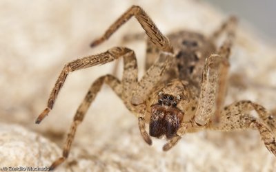 Zoropsis spinimana_EM-95903.jpg