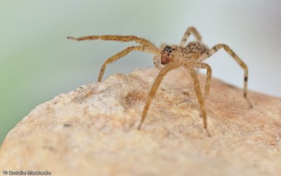 Zoropsis spinimana_EM-93477.jpg