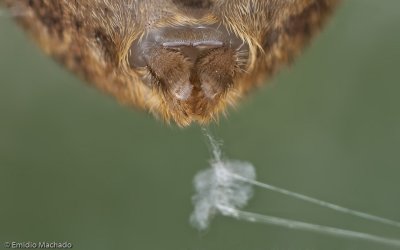 Zoropsis spinimana_EM.jpg
