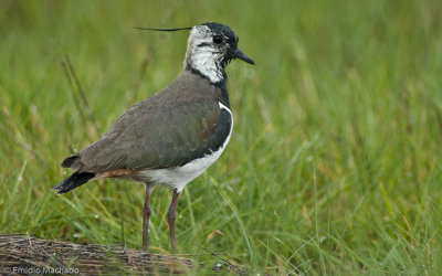 Vanellus vanellus _EM-92594.jpg