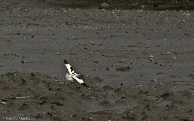 Recurvirostra avosetta  _EM-1683.jpg