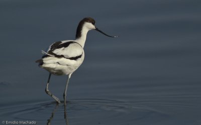 Recurvirostra avosetta  _EM-0189.jpg