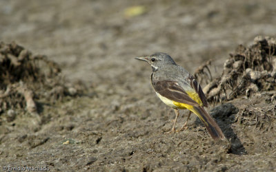 Alvola Cinzenta - Motacilla cinerea