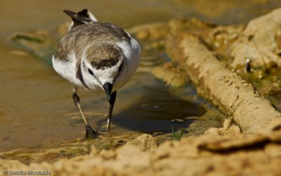 Charadrius alexandrinus_EM-0552357.jpg