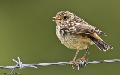 Saxicola rubicola_EM-0061298.jpg