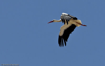 Ciconia ciconia EM-0069140.jpg