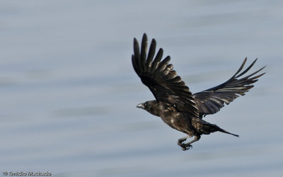 Corvo - Corvus corax