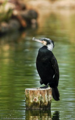 Phalacrocorax carbo EM_0063767.jpg