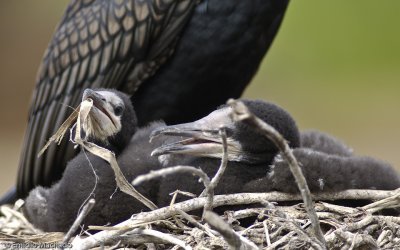 Phalacrocorax carbo EM-0064480.jpg