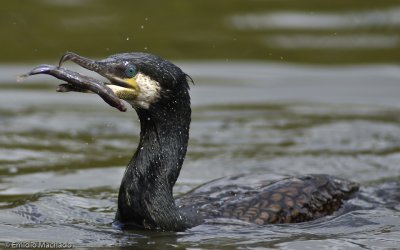 Phalacrocorax carbo EM-0064613.jpg