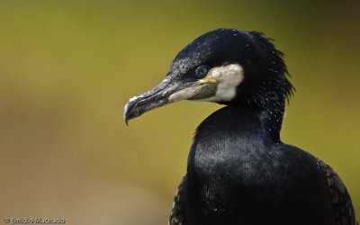 Phalacrocorax carbo EM-0064479.jpg