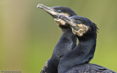 Phalacrocorax carbo EM-0064446.jpg