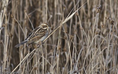 Emberiza schoeniclus EM-91542.jpg