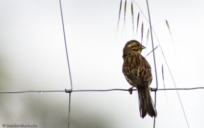 Emberiza cirlus EM-0061201.jpg