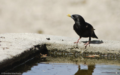 Sturnus unicolor EM-0555069.jpg