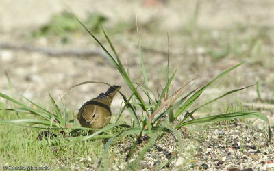 Phylloscopus collybita EM-7460.jpg