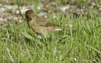 Phylloscopus collybita EM-7441.jpg