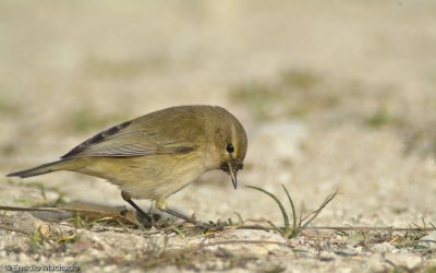 Phylloscopus collybita EM-3493.jpg