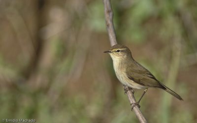 Phylloscopus collybita EM-8885.jpg