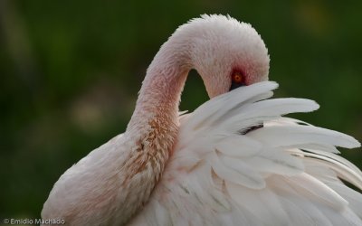 Phoenicopterus minor EM-0063819.jpg