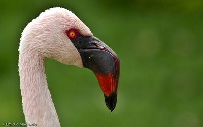 Flamingo - Phoenicopterus minor