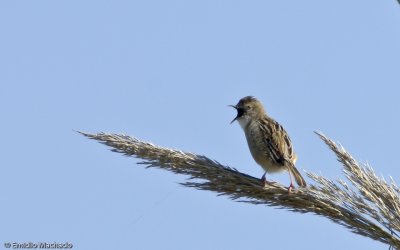 Cisticola juncidis  EM-0061608.jpg