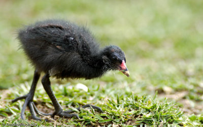 Gallinula chloropus  EM-0065040.jpg