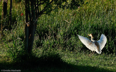 Bubulcus ibis EM-0554332.jpg