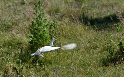 Bubulcus ibis EM-0901.jpg