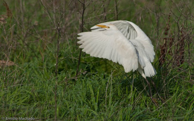 Bubulcus ibis EM-90037.jpg