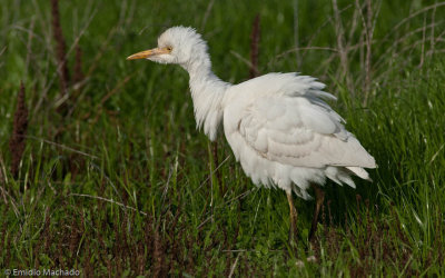 Bubulcus ibis EM-90007.jpg