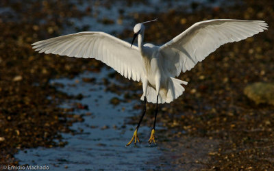 Egretta garzetta EM-0069983.jpg