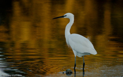 Egretta garzetta EM-0064839.jpg