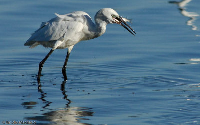 Egretta garzetta EM-0553178.jpg