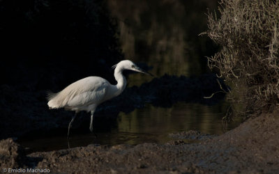 Egretta garzetta EM-91385.jpg