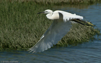 Egretta garzetta EM-6002.jpg