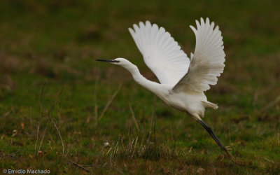 Egretta garzetta EM-0069163.jpg