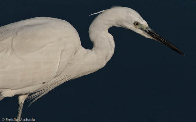 Egretta garzetta EM-91408.jpg