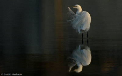 Egretta garzetta EM-0084778.jpg