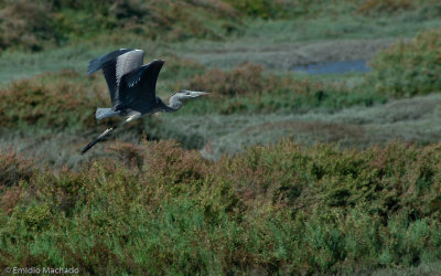 Ardea cinerea EM-1203.jpg