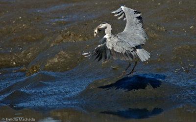 Ardea cinerea EM-0550324.jpg