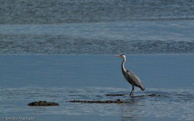 Ardea cinerea EM-6008.jpg