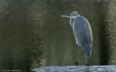 Ardea cinerea EM-0084929.jpg