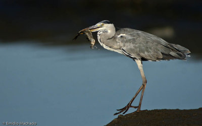 Ardea cinerea EM-0550313.jpg