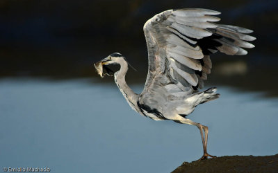 Ardea cinerea EM-0550316.jpg