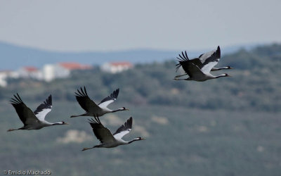 Grus grus EM-0558437.jpg