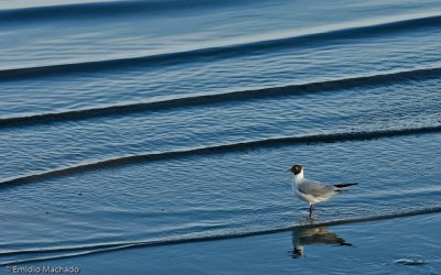 Larus ridibundus EM-0064677.jpg